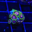 WWC Purple Hearts Zoanthids Coral