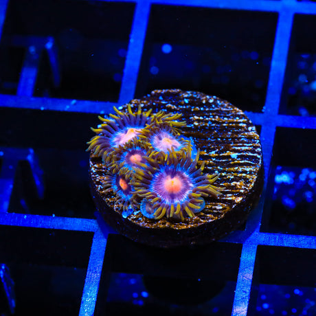 Rainbow Incenerator and Blow Pop Zoanthids Coral