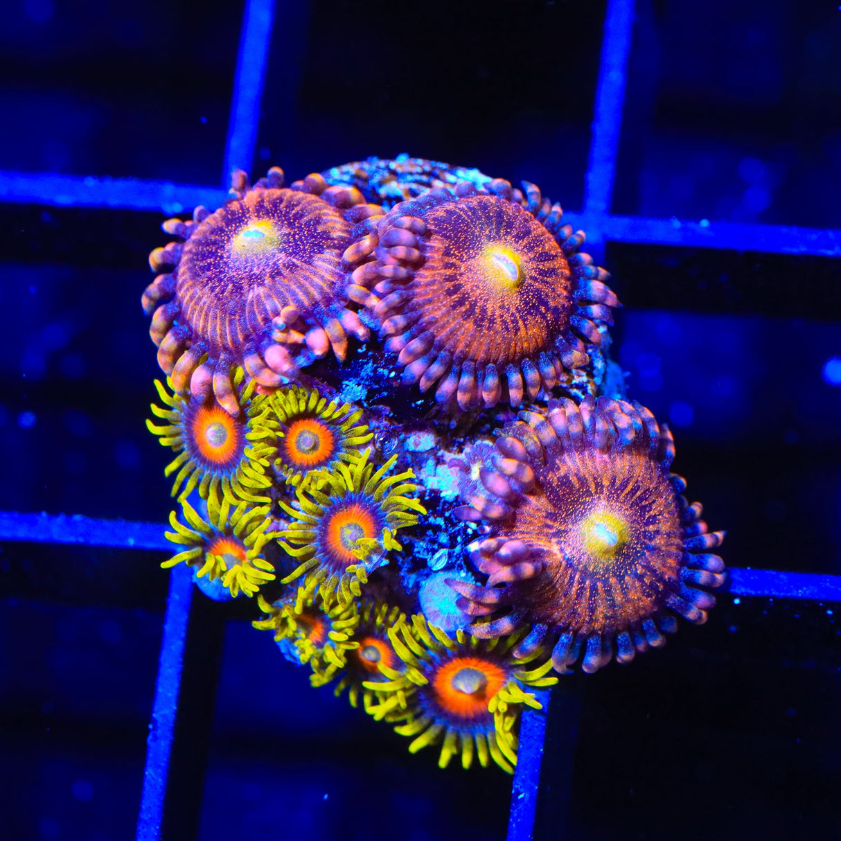 Super Saiyan Combo Zoanthids Coral