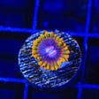 Mind Trick Zoanthids Coral