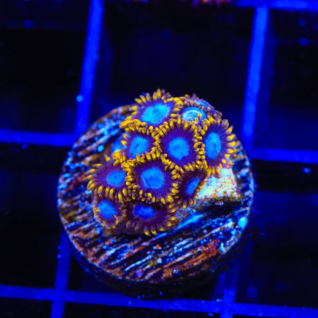 TSA Blue Eye Hornet Zoanthids Coral