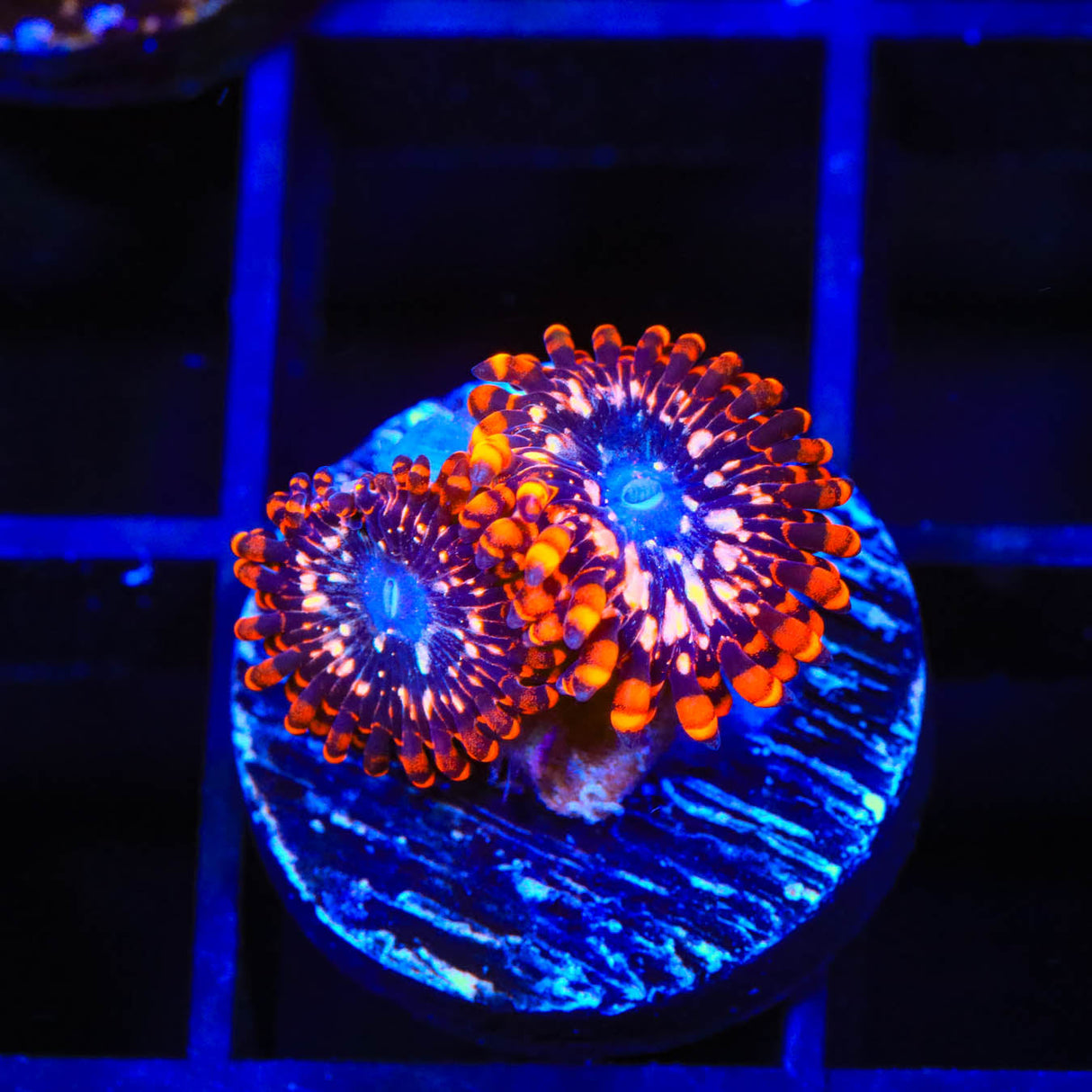 Utter Chaos Zoanthids Coral