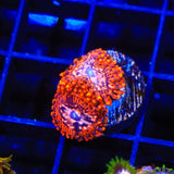 Utter Chaos Zoanthids Coral