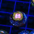 TSA Chemically Altered Zoanthids Coral