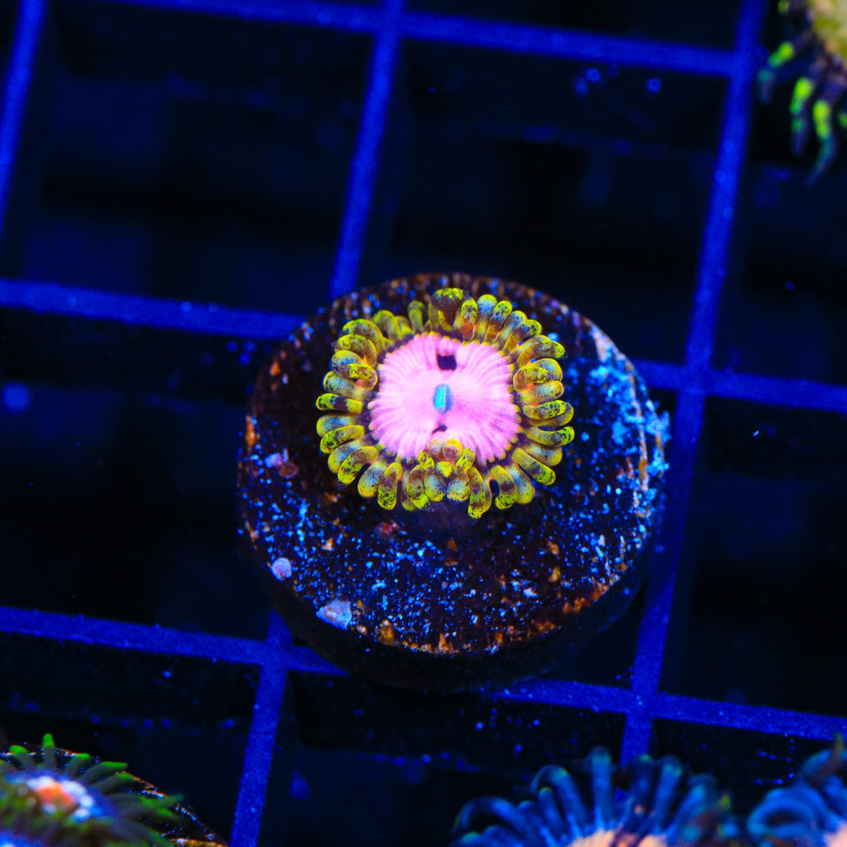 TSA Chemically Altered Zoanthids Coral