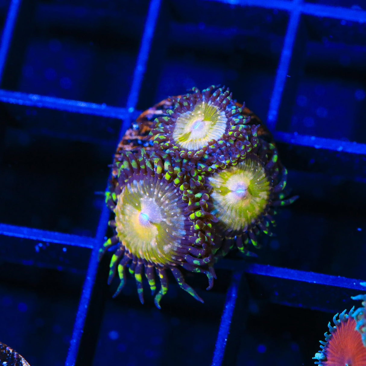 TSA Kaleidoscope Zoanthids Coral