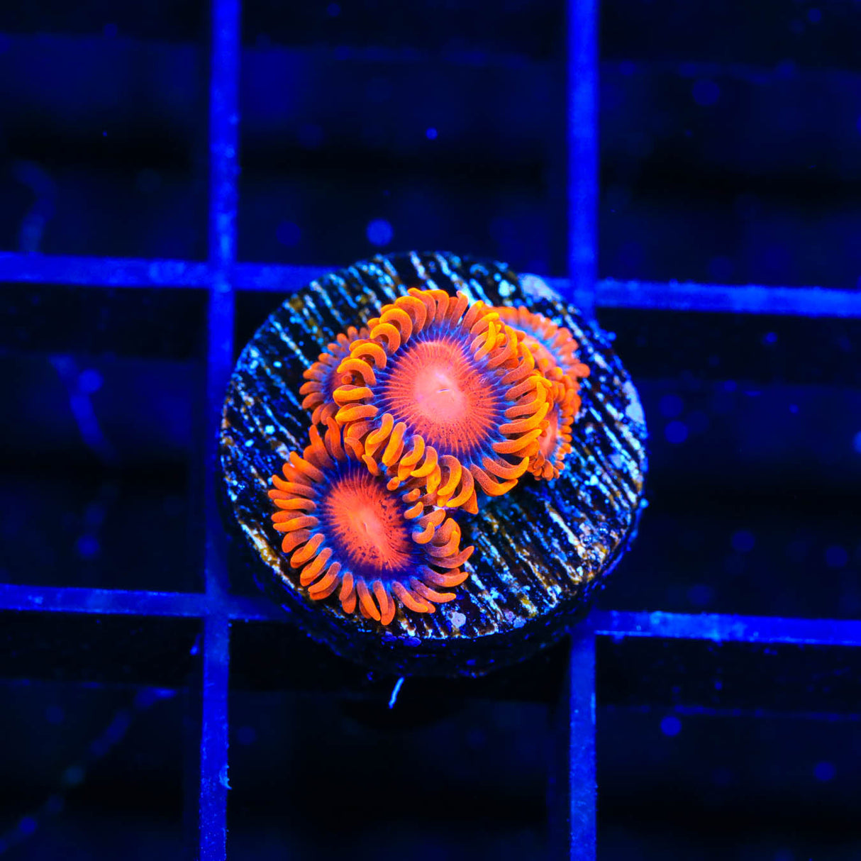 Bam Bam Zoanthids Coral