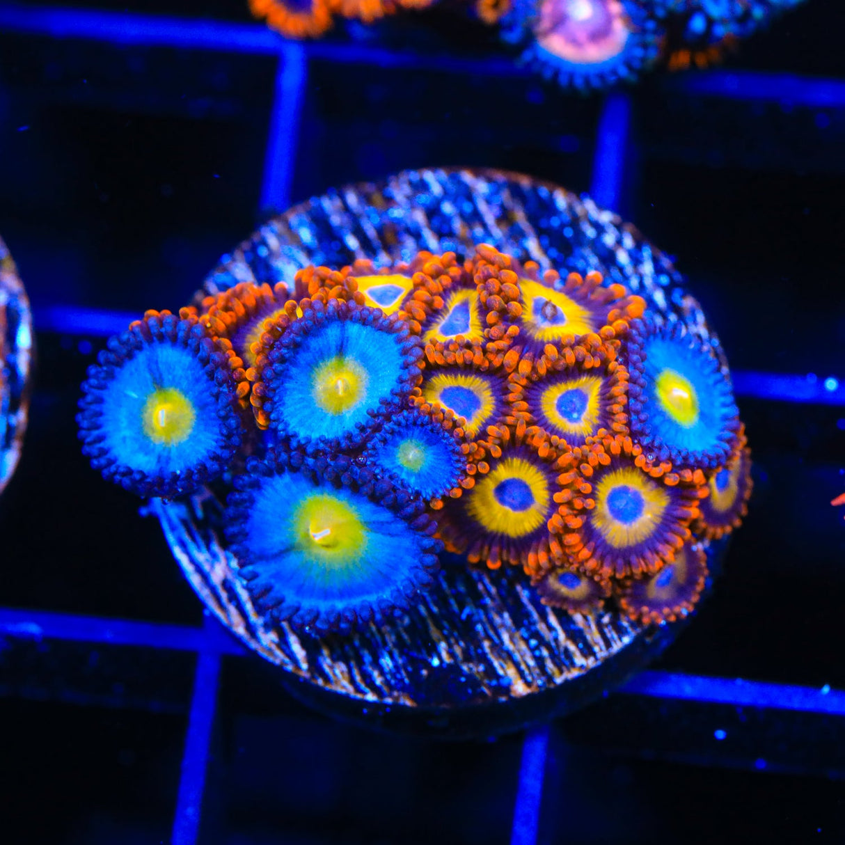 WWC AOI and Fruit Loops Zoanthids coral