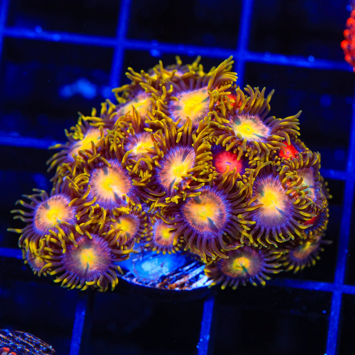 Hydra Lady Dragon and Yellow Brick Road Combo Zoanthids Coral