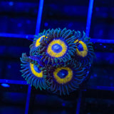 WWC Yellow Submarine Zoanthids Coral