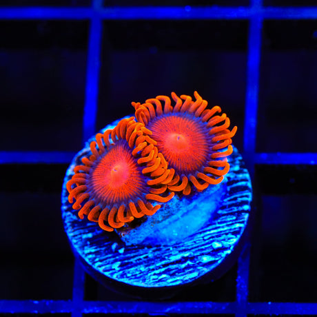Bam Bam Zoanthids Coral