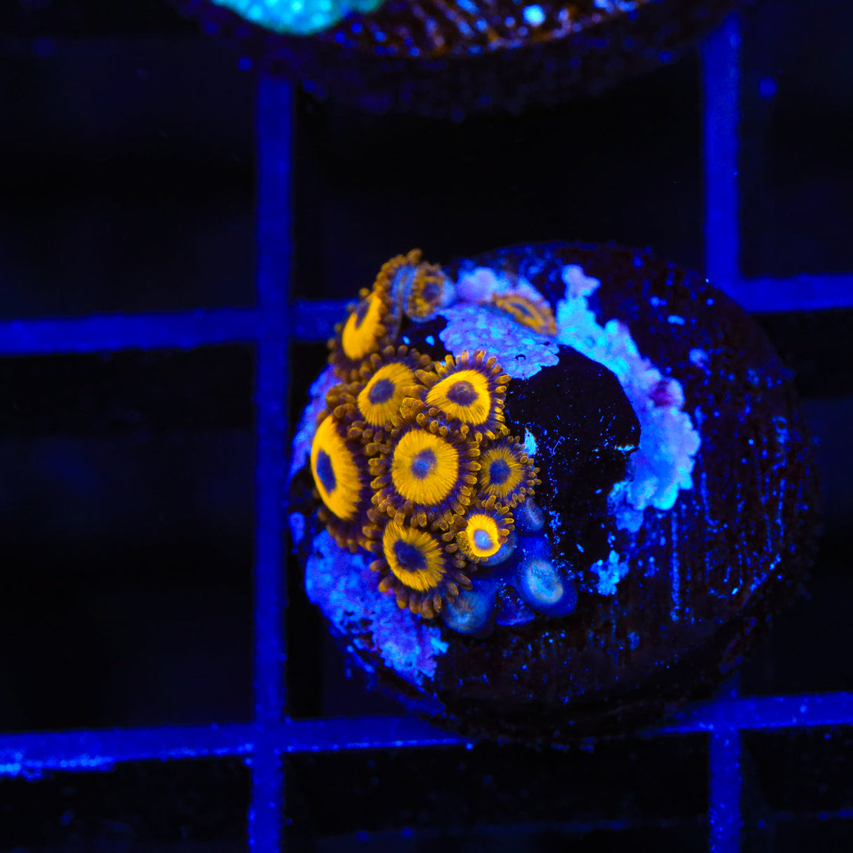 LA Lakers Zoanthids Coral