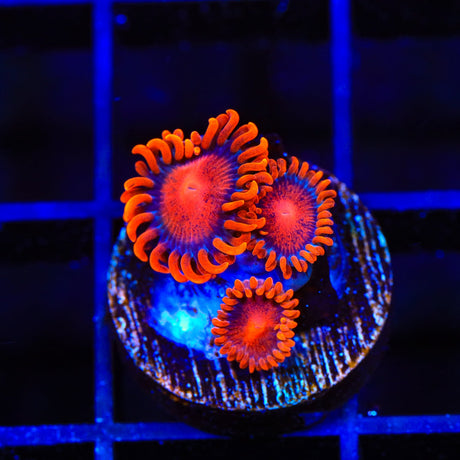 Bam Bam Zoanthids Coral