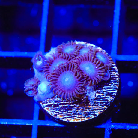 Tubbs Blue Zoanthids Coral