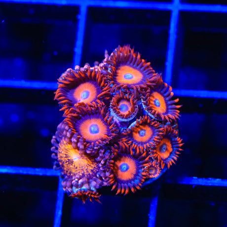 Orange Oxide Zoanthids Coral