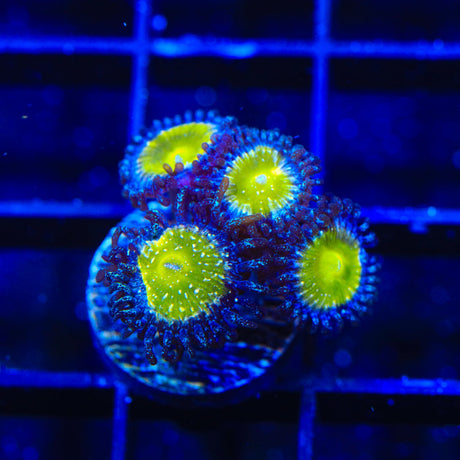 TSA Frozen Apple Zoanthids Coral