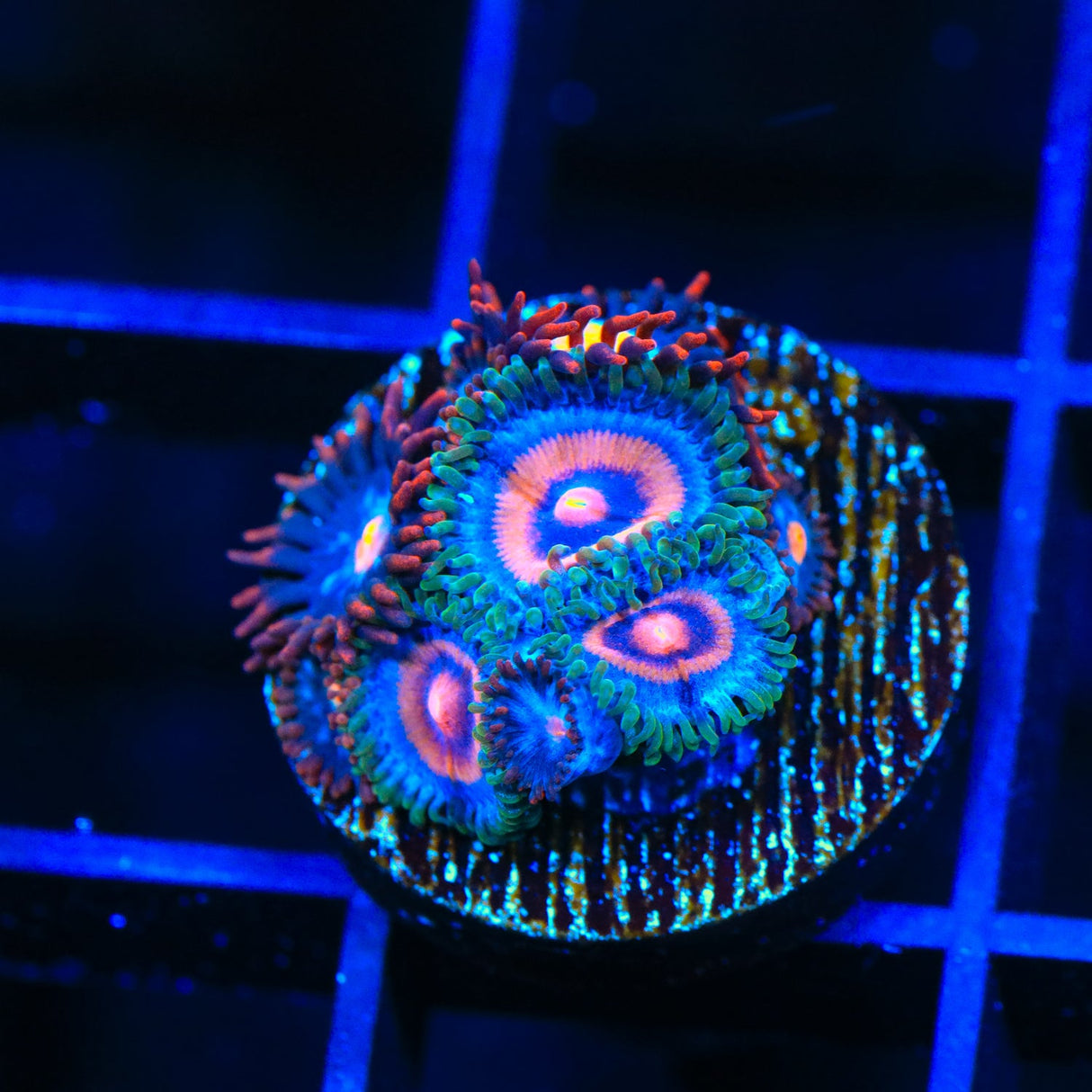 Super Girl Zoanthids Coral