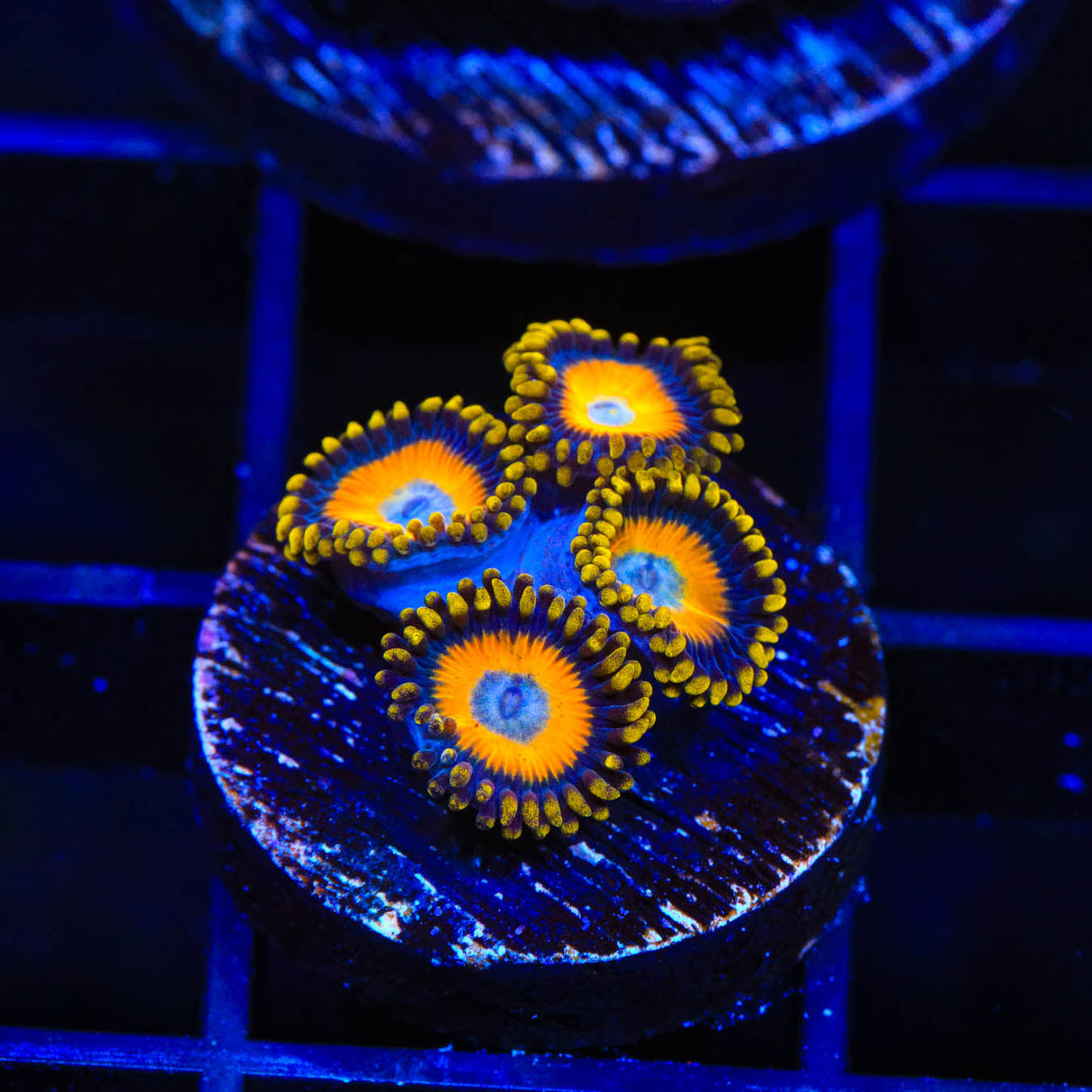 Scrambled Eggs Zoanthids Coral