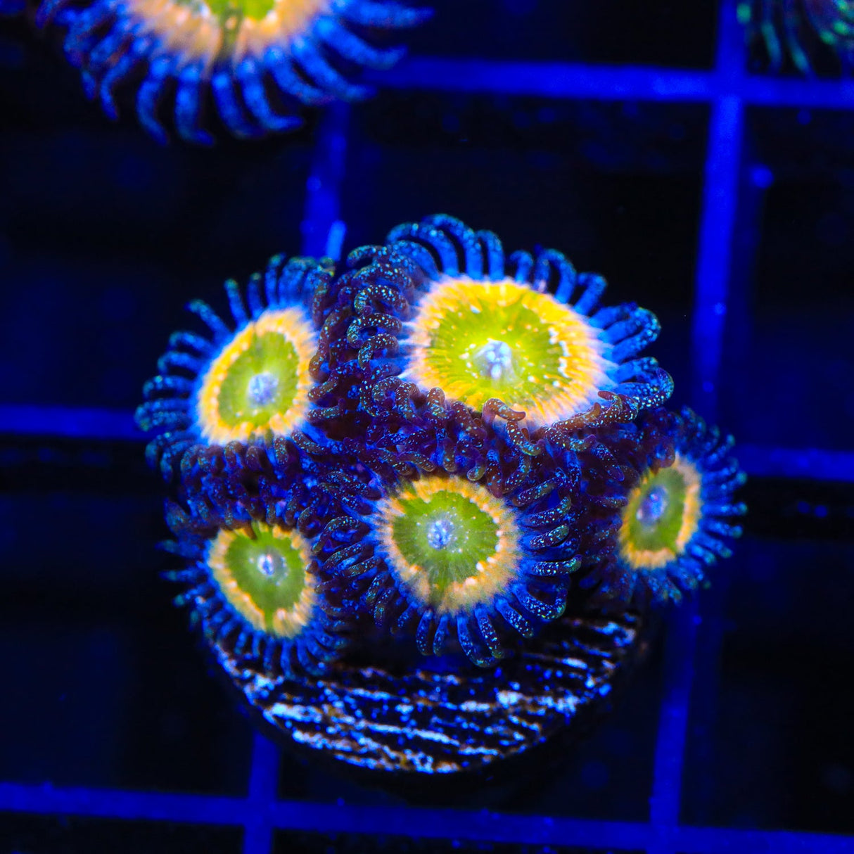 Rainbow Raptor Zoanthids Coral