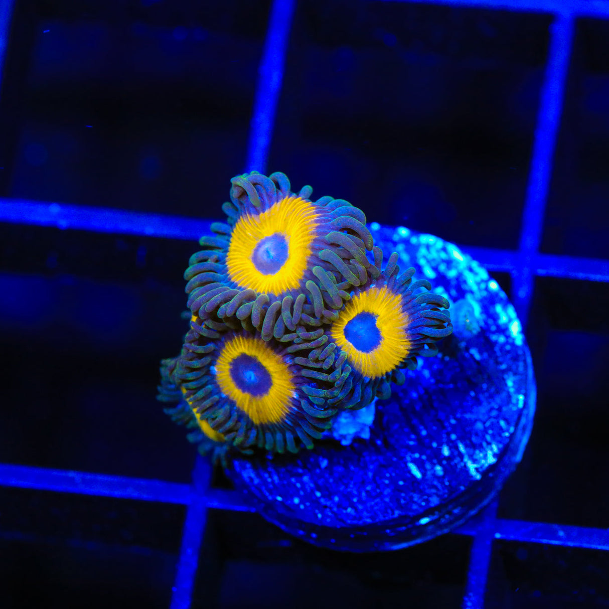 WWC Yellow Submarine Zoanthids Coral