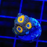 WWC Yellow Submarine Zoanthids Coral