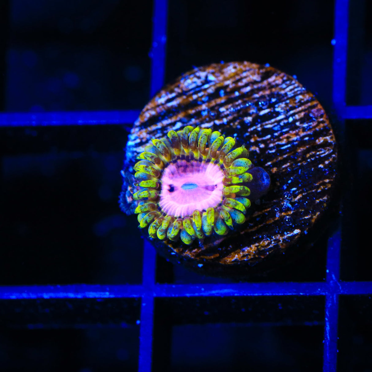 TSA Chemically Altered Zoanthids Coral