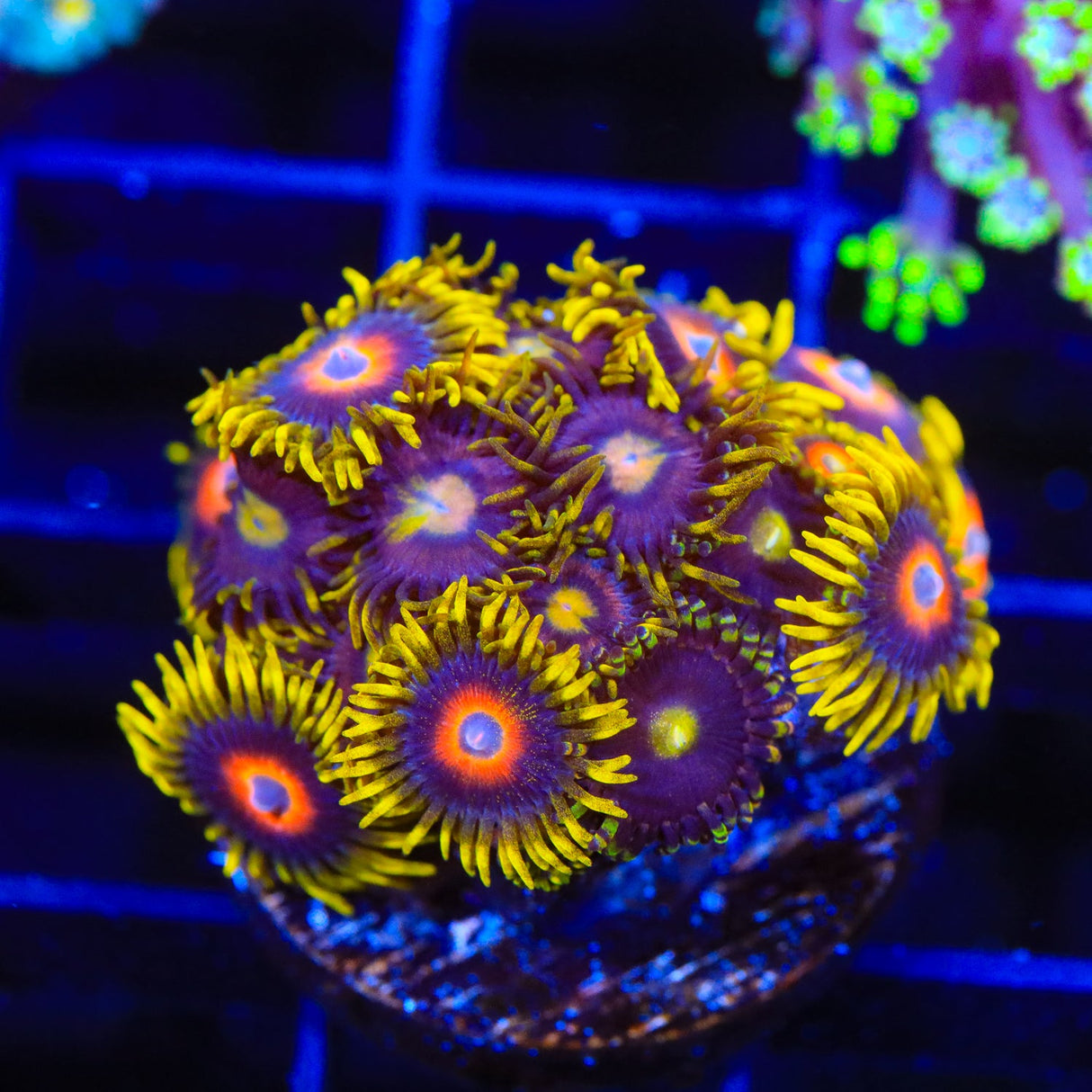 Super Saiyan Combo Zoanthids Coral