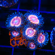 TSA Red Rocket and Rainbow Hornets Zoanthids Coral