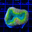 Rainbow Lobophyllia Coral - Top Shelf Aquatics