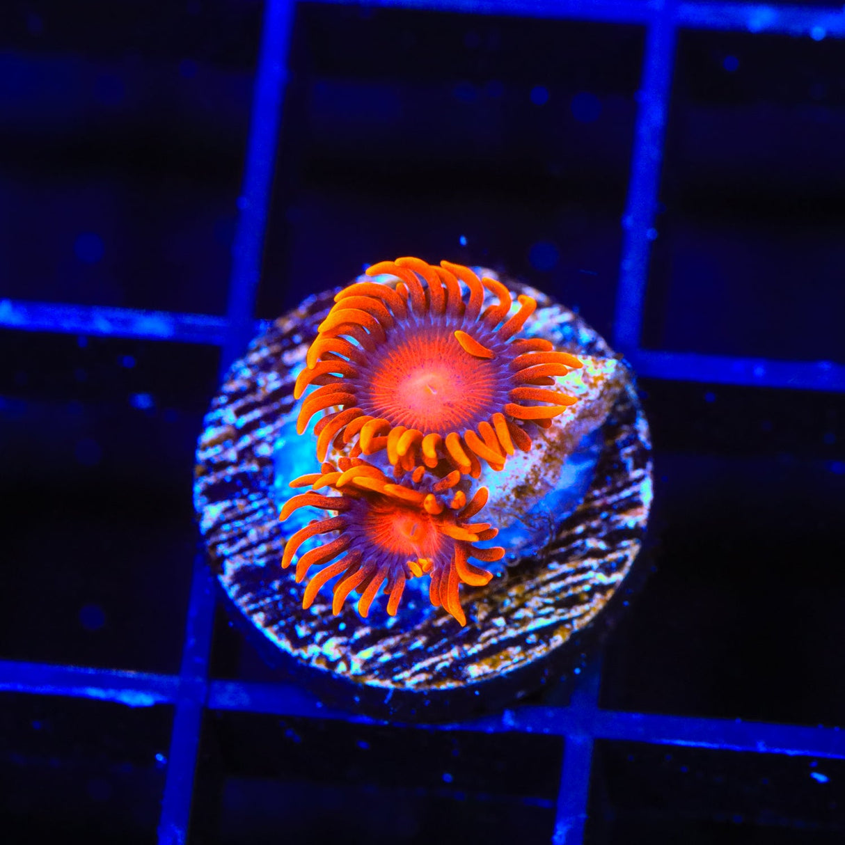 Bam Bam Zoanthids Coral