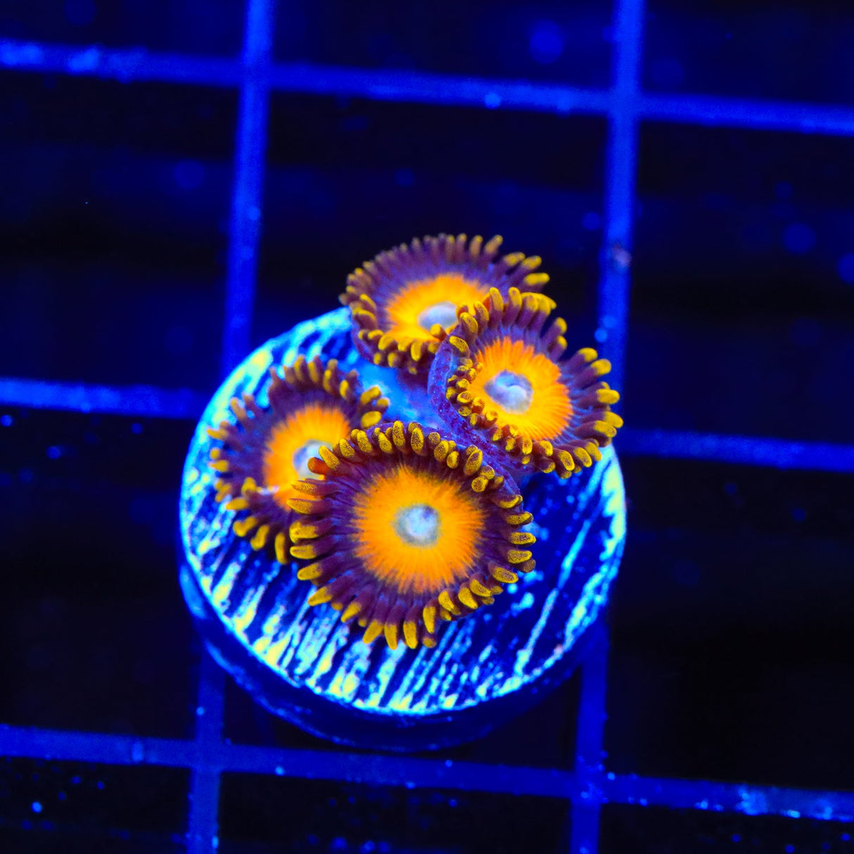 Scrambled Eggs Zoanthids Coral