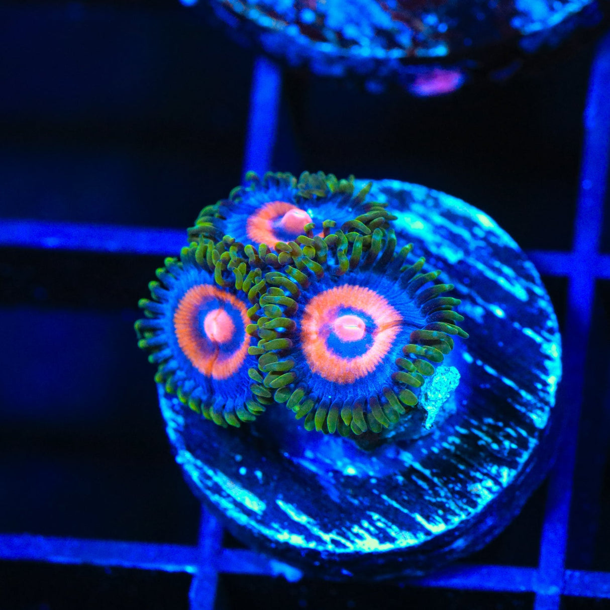 Supergirls Zoanthids Coral