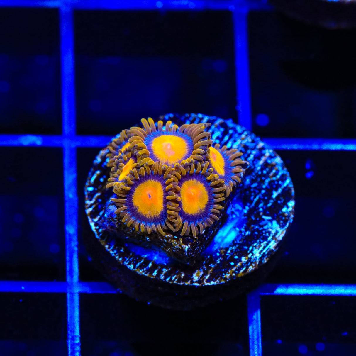 TSA Florida Oranges Zoanthids Coral