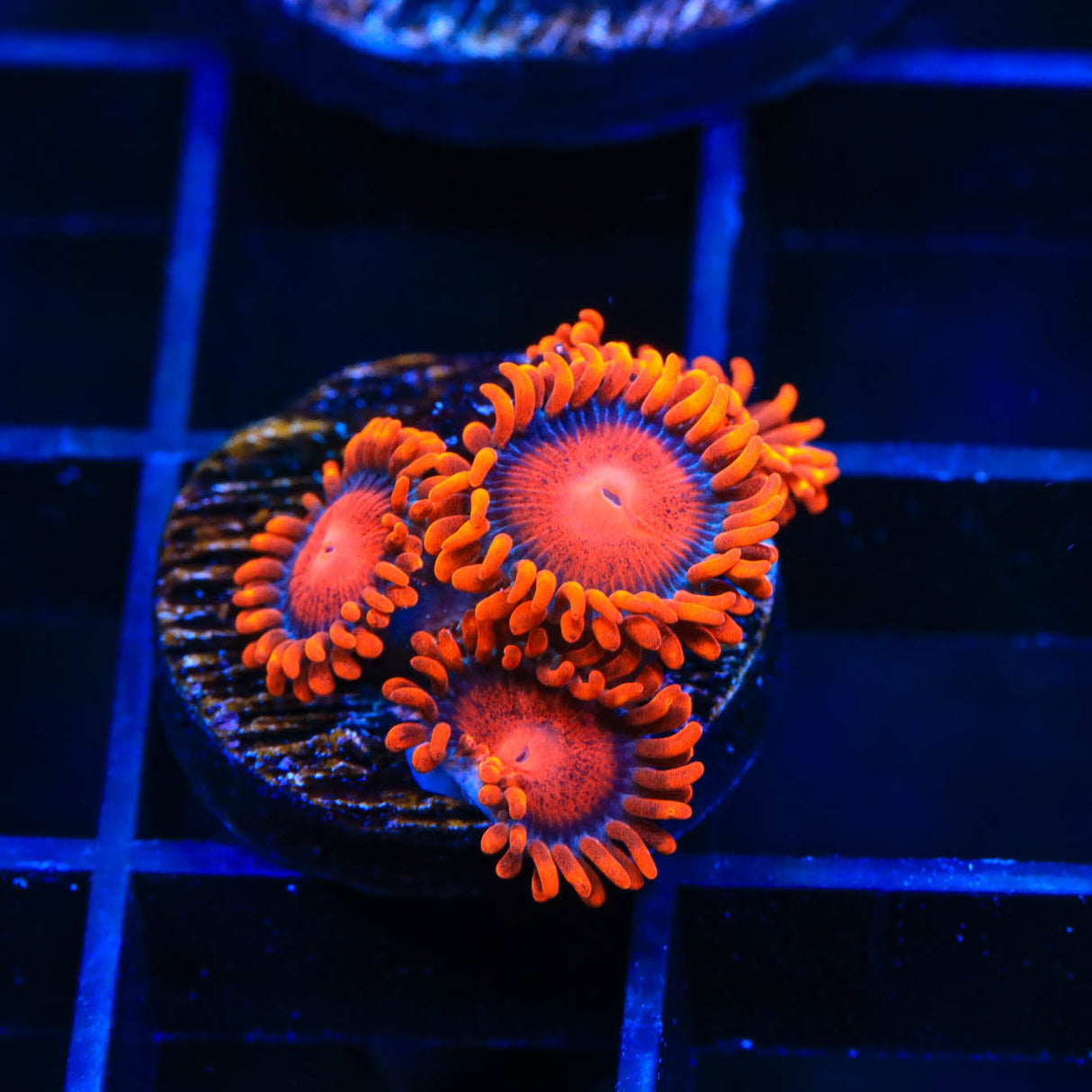 Bam Bam Zoanthids Coral