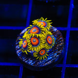 Super Saiyan Zoanthids Coral