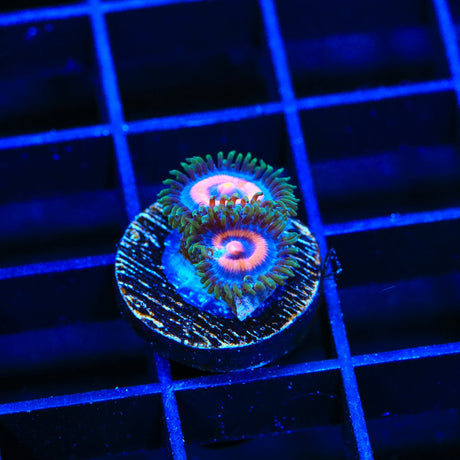 Super Girl Zoanthids Coral