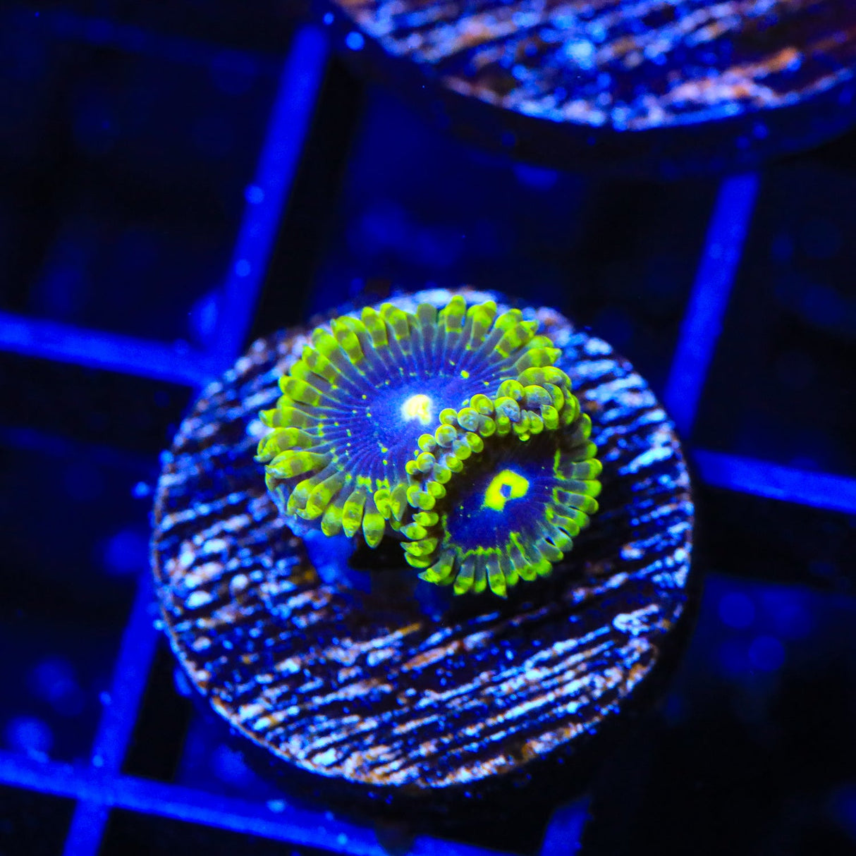 Exosphere Zoanthids Coral