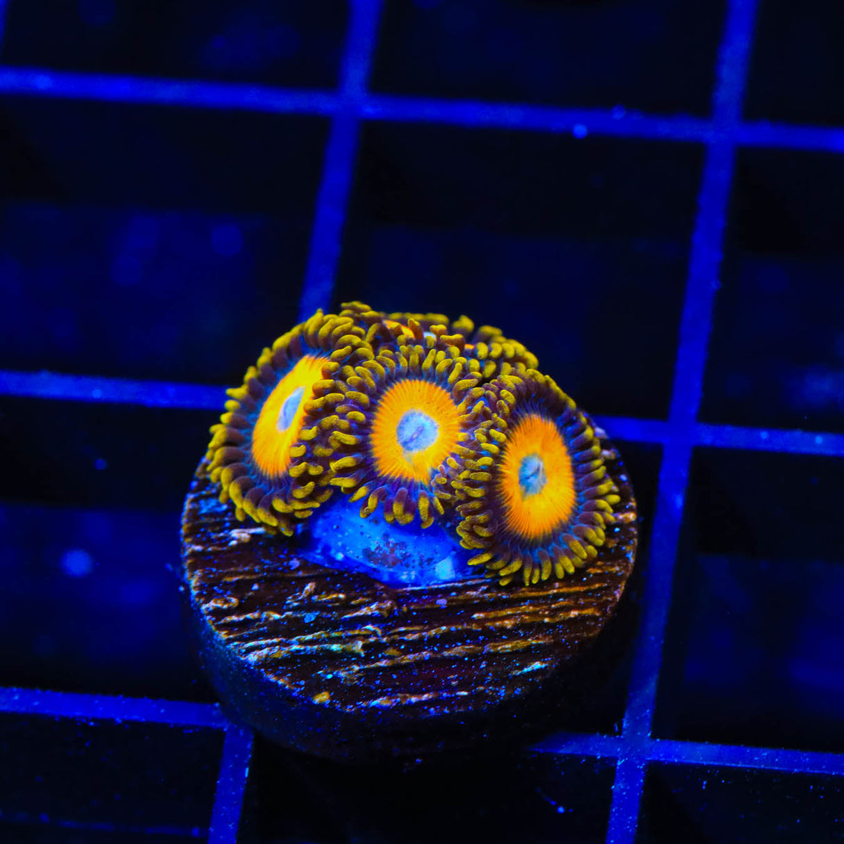 Scrambled Eggs Zoanthids Coral