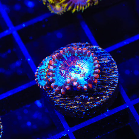 Seduction Zoanthids Coral