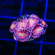 Halle Berry Zoanthids Coral