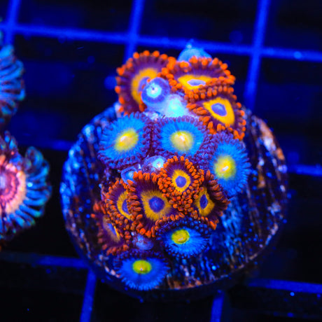 WWC AOI and Fruit Loops Combo Zoanthids Coral