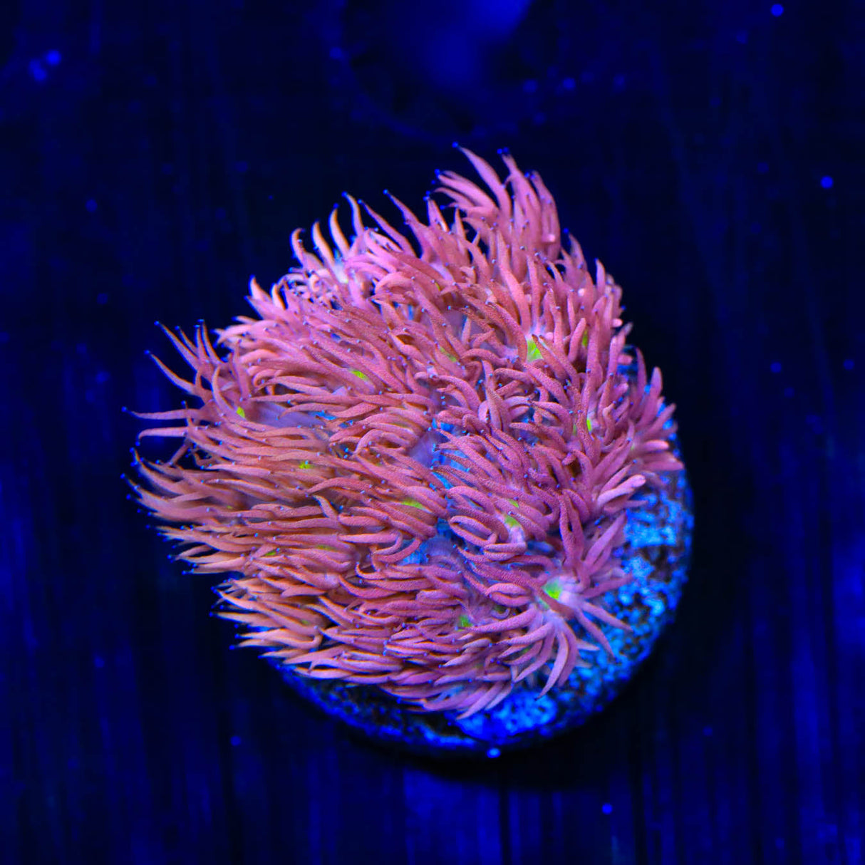 TSA Pink Blossom Goniopora Coral - Top Shelf Aquatics