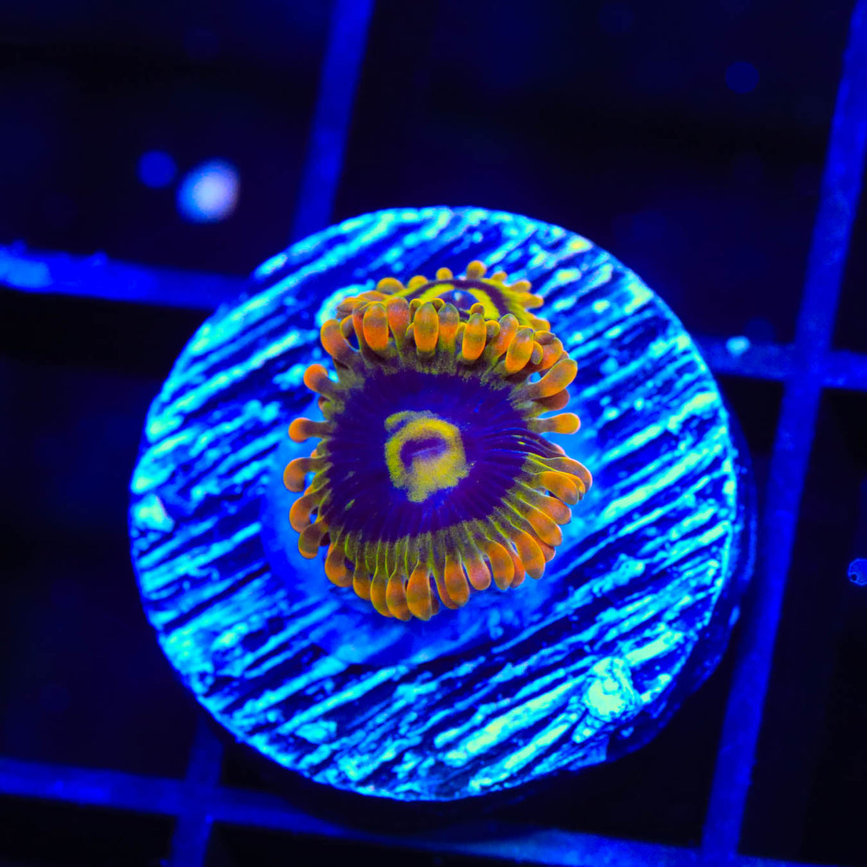 Rainbow Yoda Zoanthids Coral