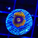 Rainbow Yoda Zoanthids Coral