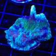 Ultra Pectinia Coral