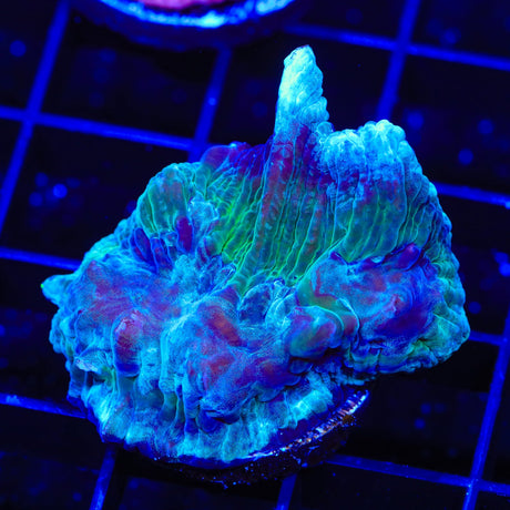 Ultra Pectinia Coral