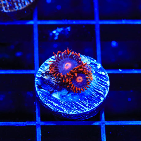 My Clementines Zoanthids Coral