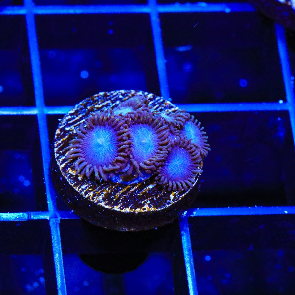 Tubbs Blues Zoanthids Coral