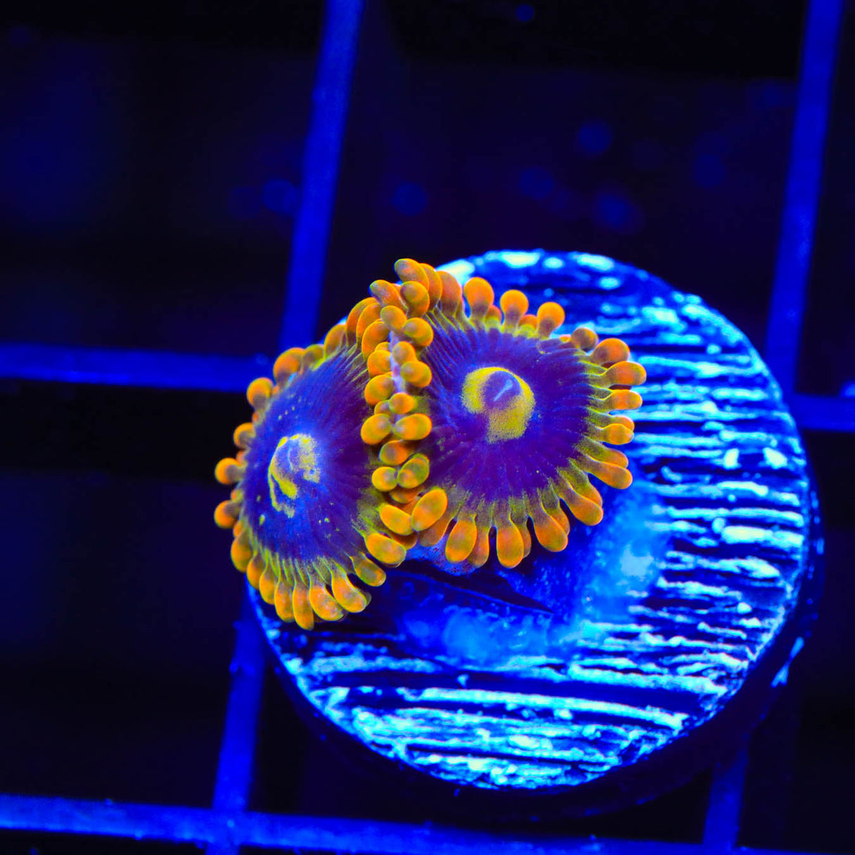 Rainbow Yoda Zoanthids Coral