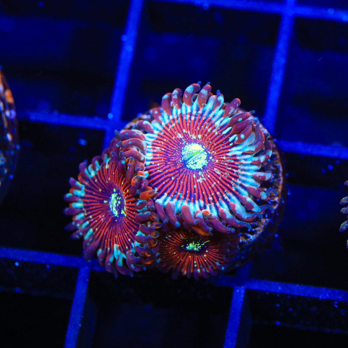 Seduction Zoanthids Coral